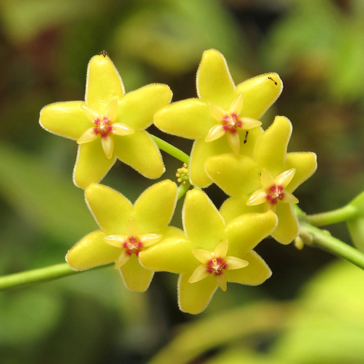 Hoya diptera