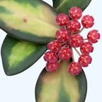 Hoya sp. aff. burtoniae 'Variegata' flowers
