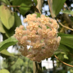Hoya erythrina D6