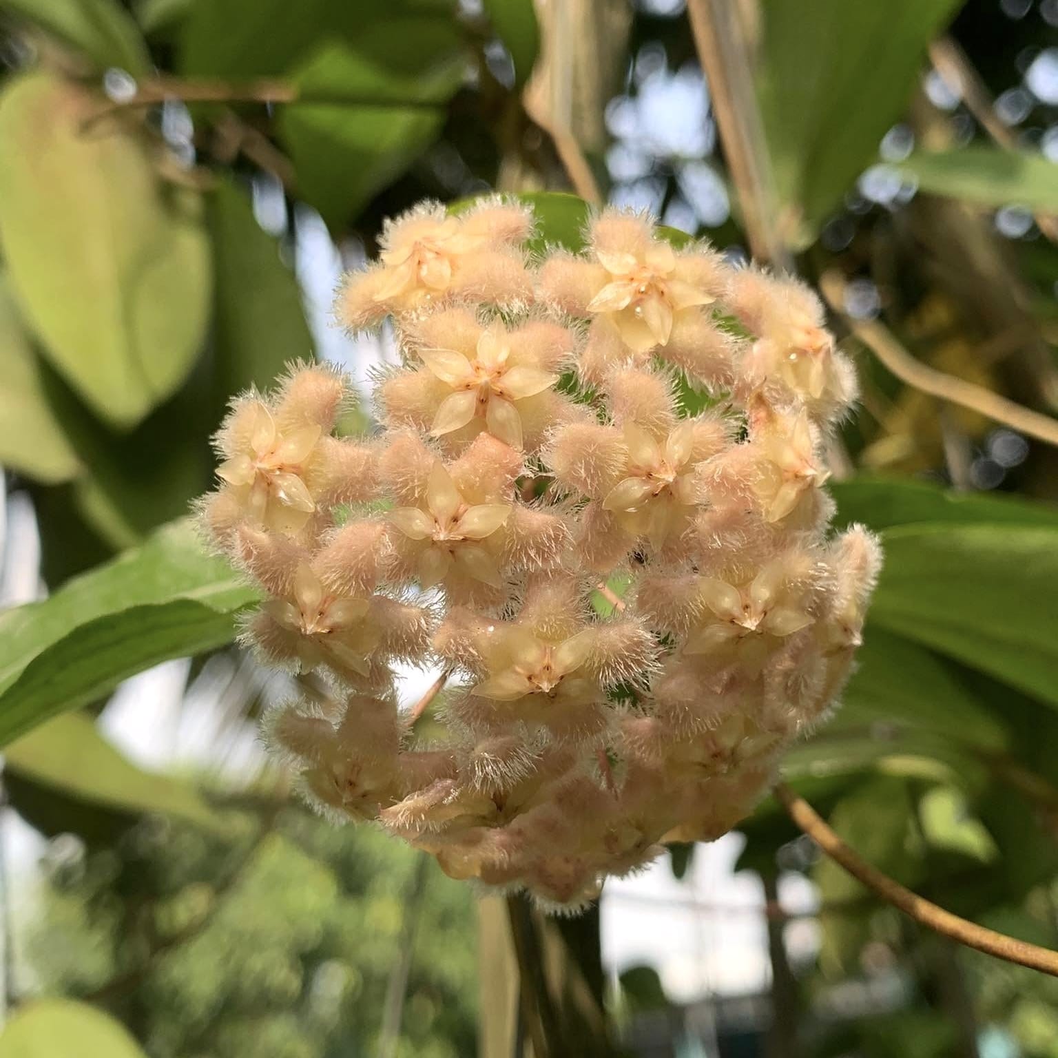 Hoya erythrina D6