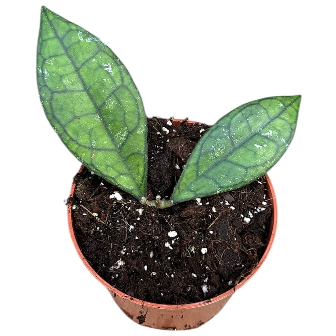 Hoya finlaysonii (Sarawak)