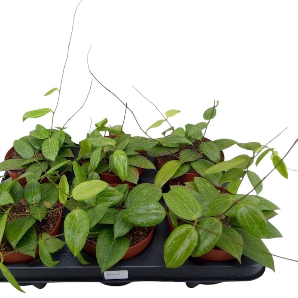 Hoya fitchii - plné kvetináče!