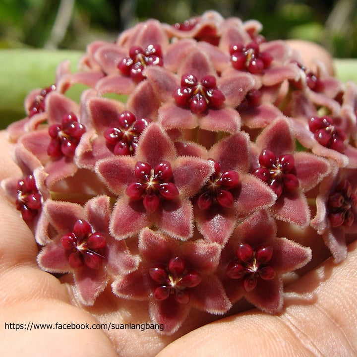 Hoya globulifera