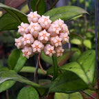 Hoya hainanensis (sp. DaNang Vietnam)