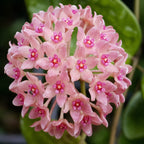 Hoya hanhiae 'Pink'