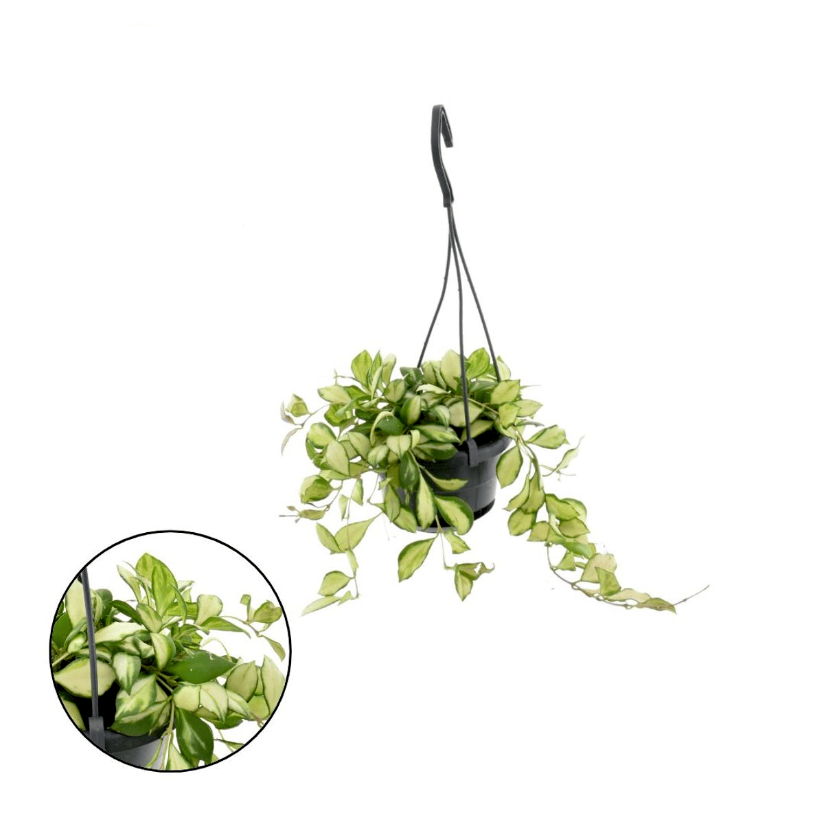 Hoya heuschkeliana 'Variegata' – Secret Garden Plant Shop