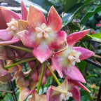 Hoya imperialis 'Palawan'