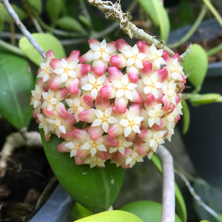 Hoya juannguoiana