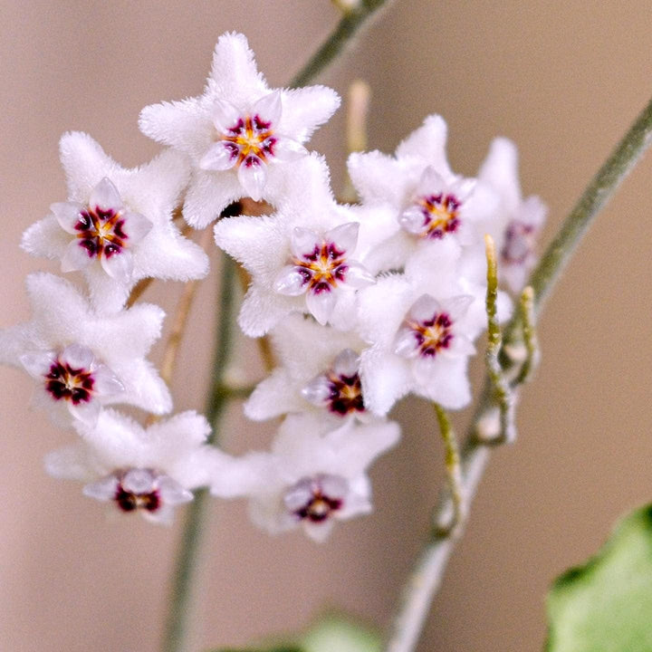 Hoya kanyakumariana