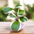 Hoya kerrii 'Albomarginata'
