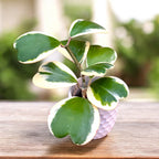 Hoya kerrii 'Albomarginata'