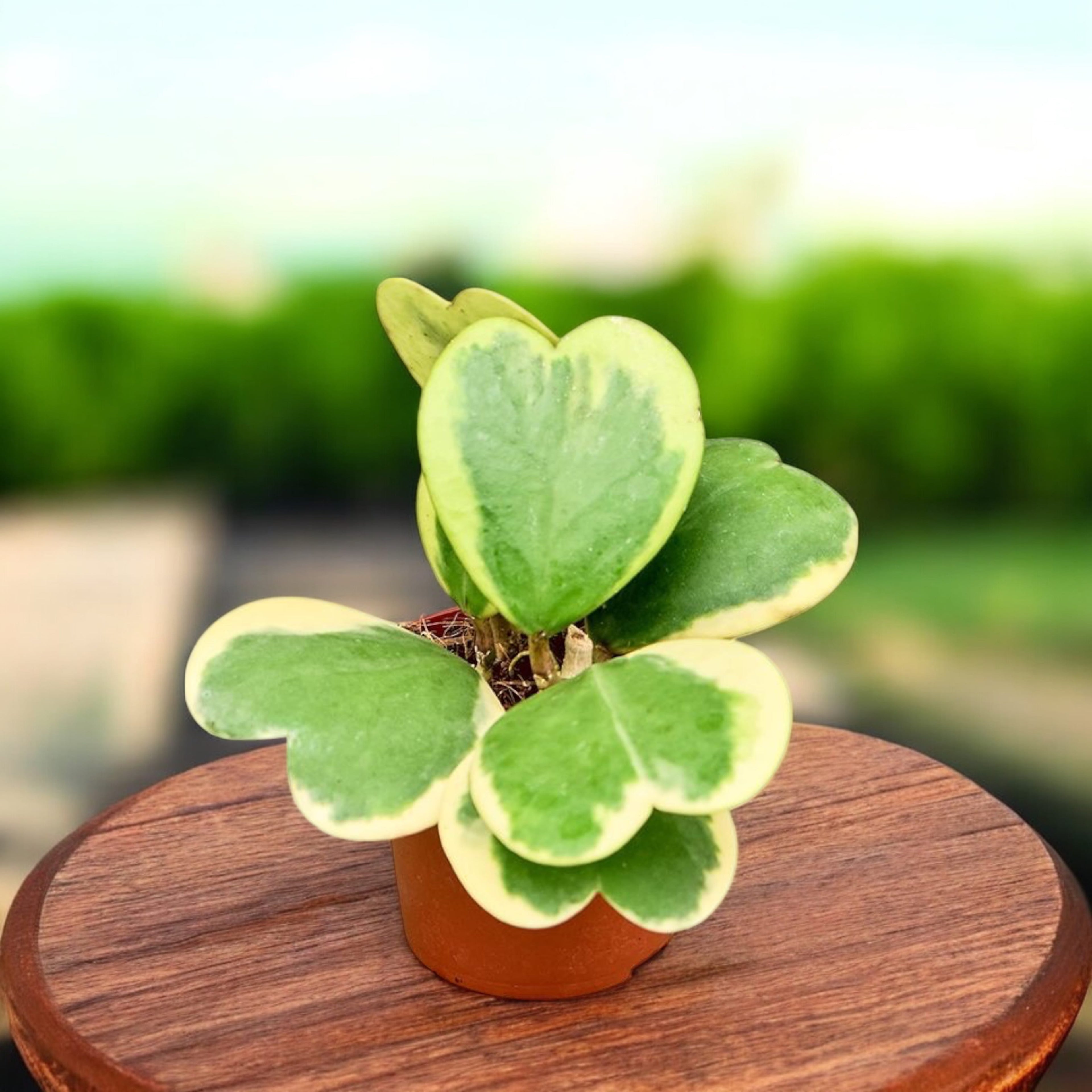 Hoya kerrii 'Albomarginata'