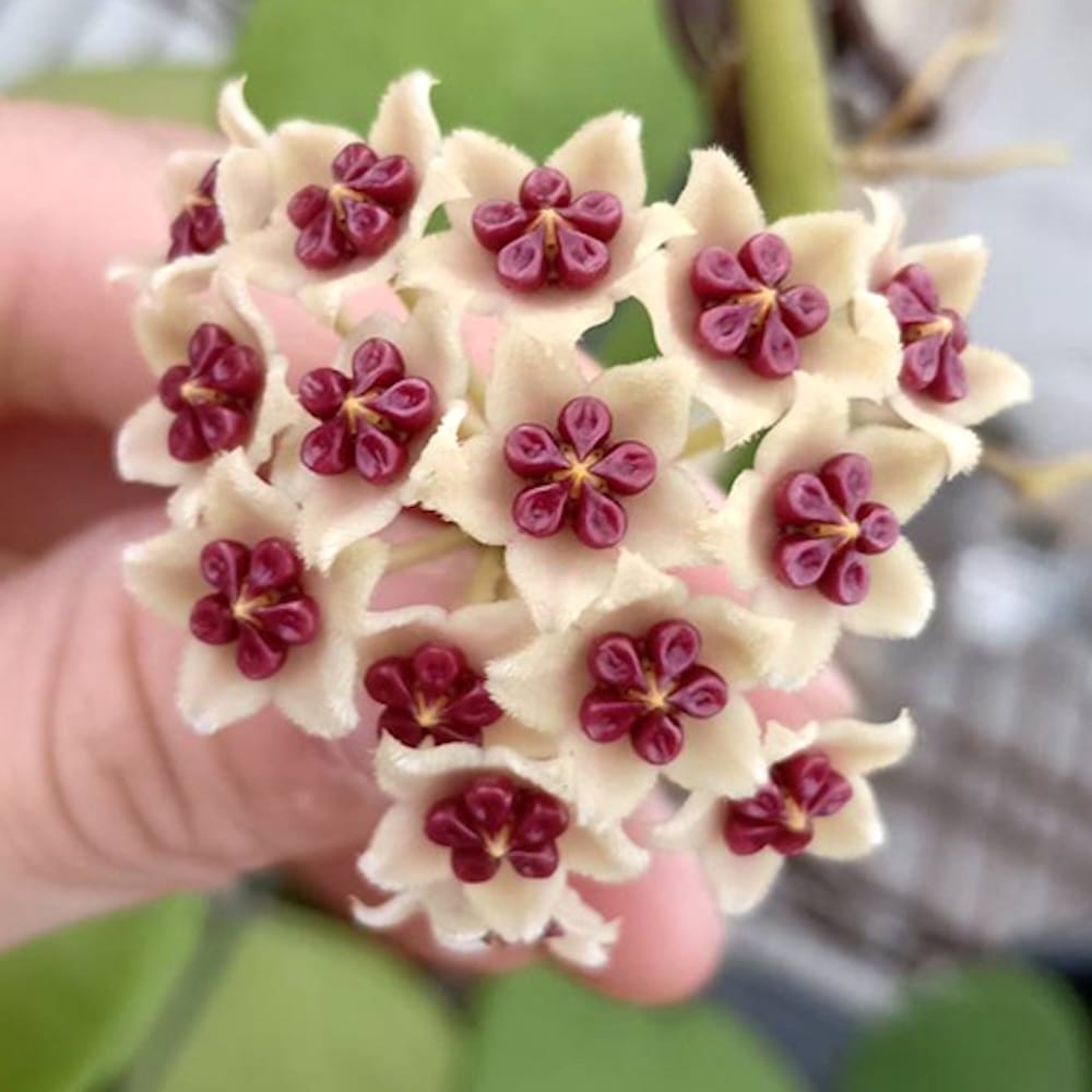 Hoya kerrii flowers