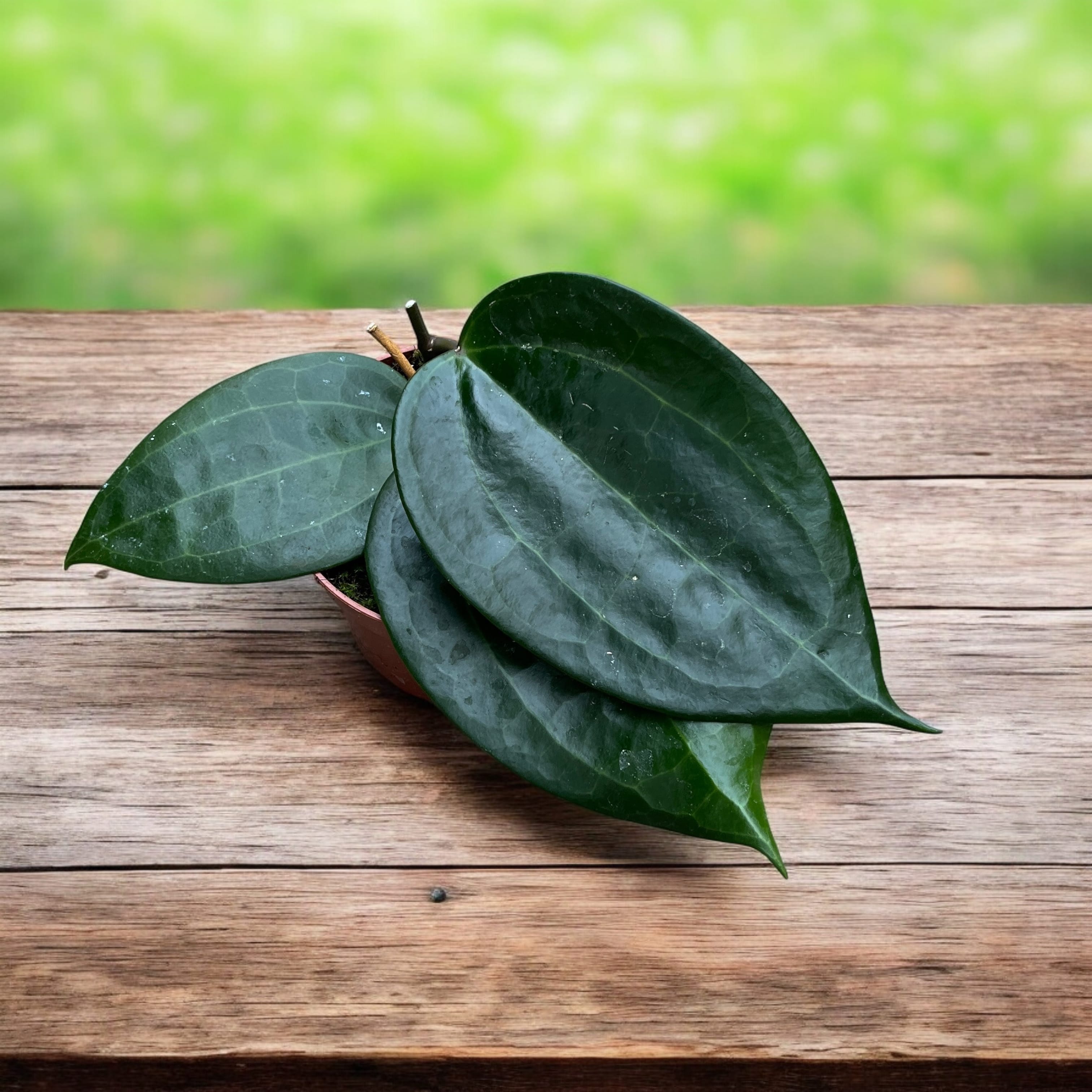 Hoya latifolia (frunze uriase!)