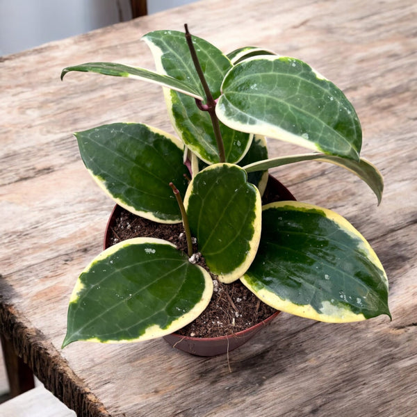 Hoya latifolia 'Albomarginata' (round leaf)