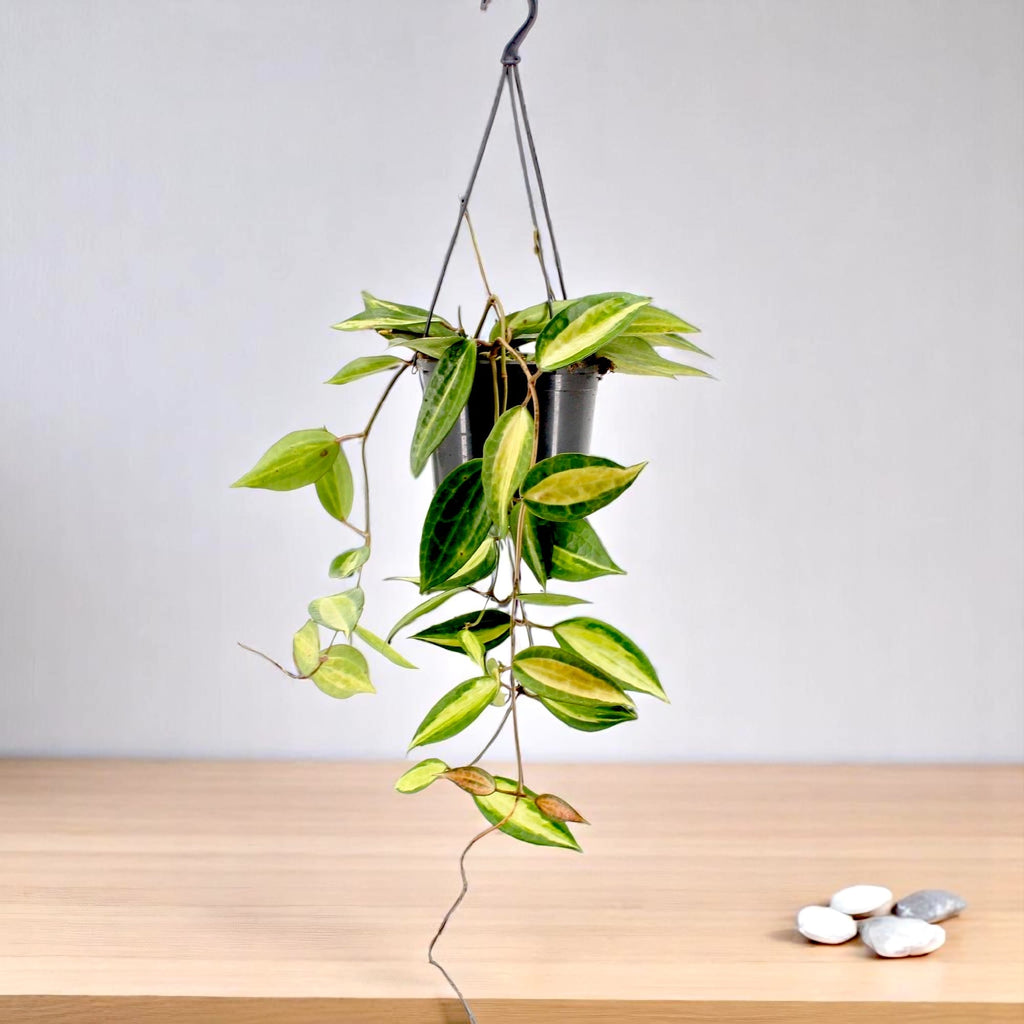 Hoya macrophylla 'Pot of Gold' (Variegata)