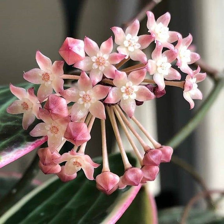 Hoya latifolia ‘Snow Queen’ (Splash)