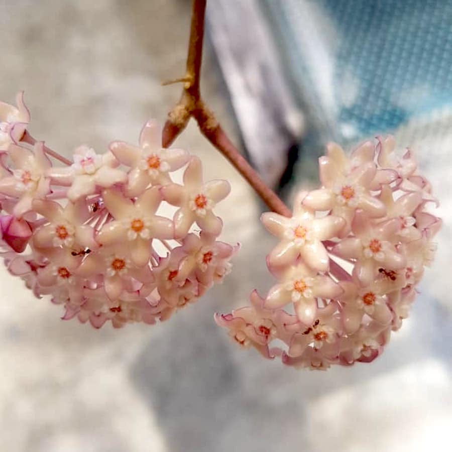 Hoya latifolia (frunze uriase!)