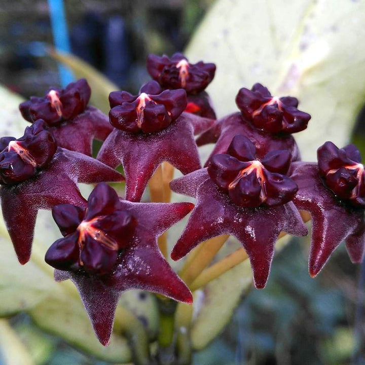 Hoya lobbii 'Black' 