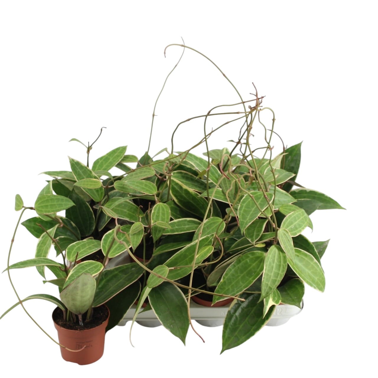 Hoya macrophylla 'Albomarginata'