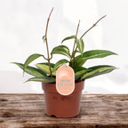 Hoya macrophylla 'Pot of Gold' (Variegata) - pots pleins !