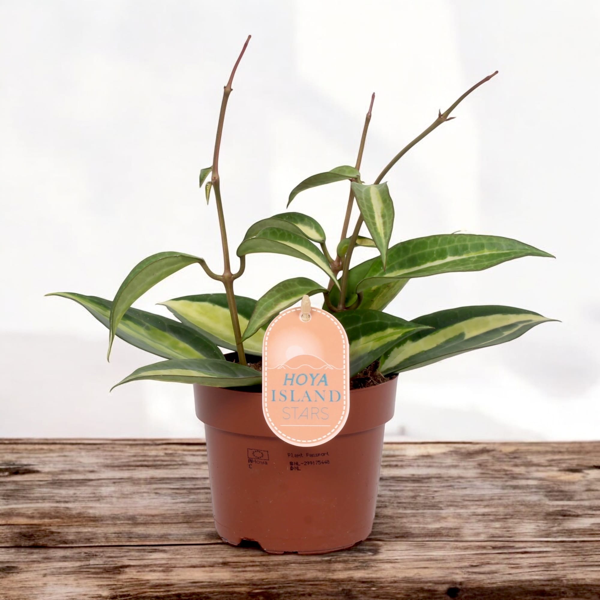 Hoya macrophylla 'Pot of Gold' (Variegata) - full pots!