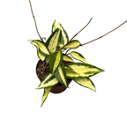 Hoya macrophylla 'Pot of Gold' (Variegata)