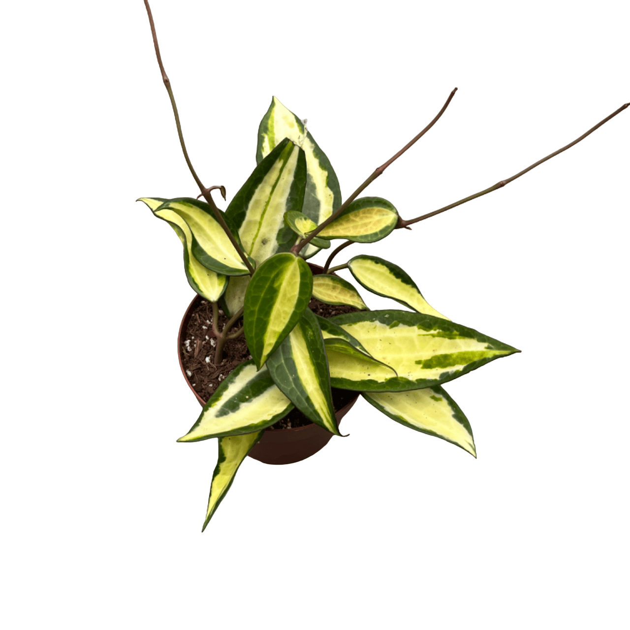 Hoya macrophylla 'Pot of Gold' (Variegata)