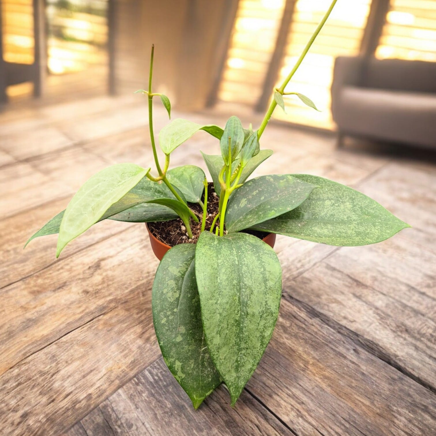Hoya macrophylla 'Silver Splash'