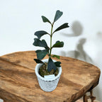 Hoya manipurensis