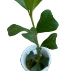 Hoya manipurensis