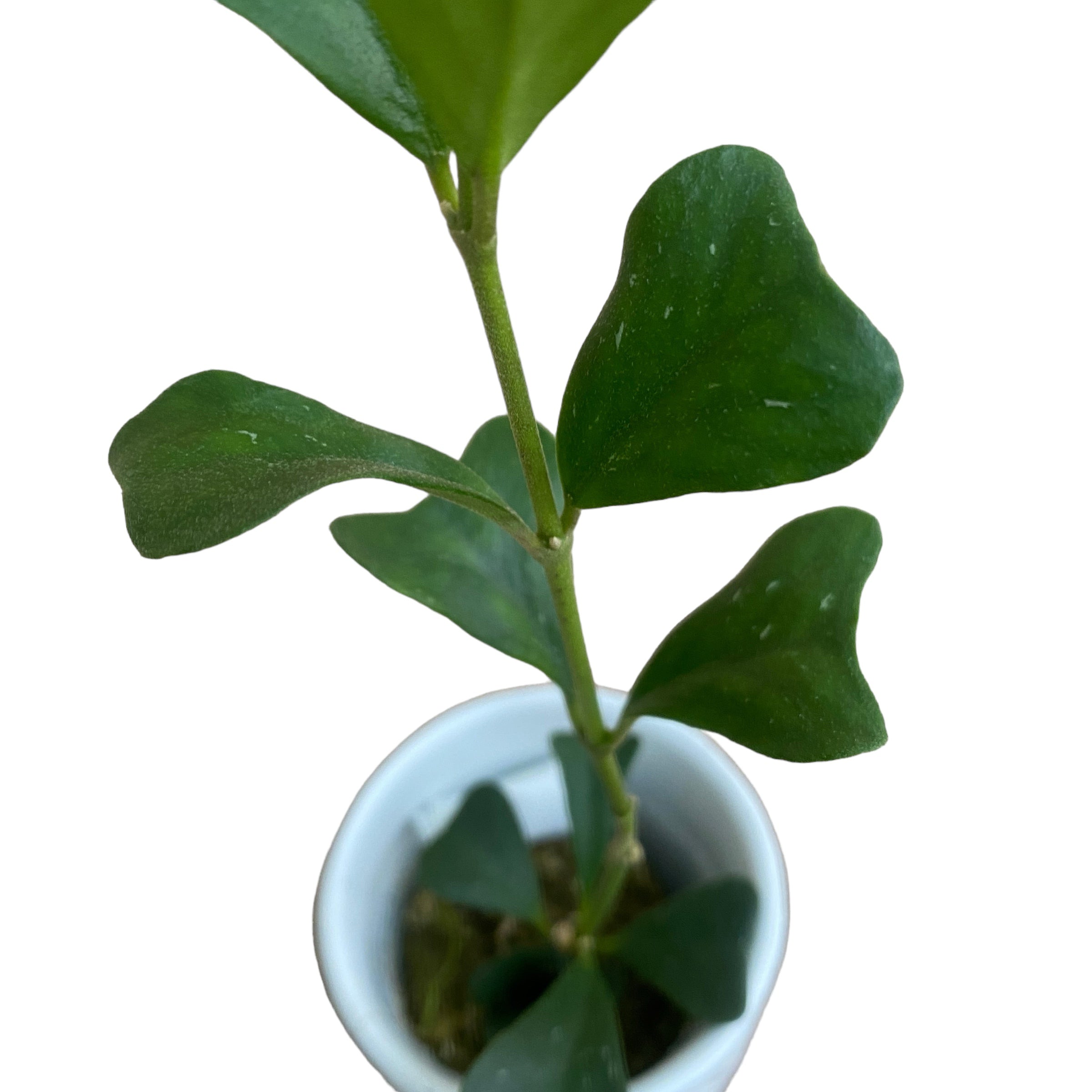 Hoya manipurensis