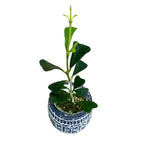 Hoya manipurensis