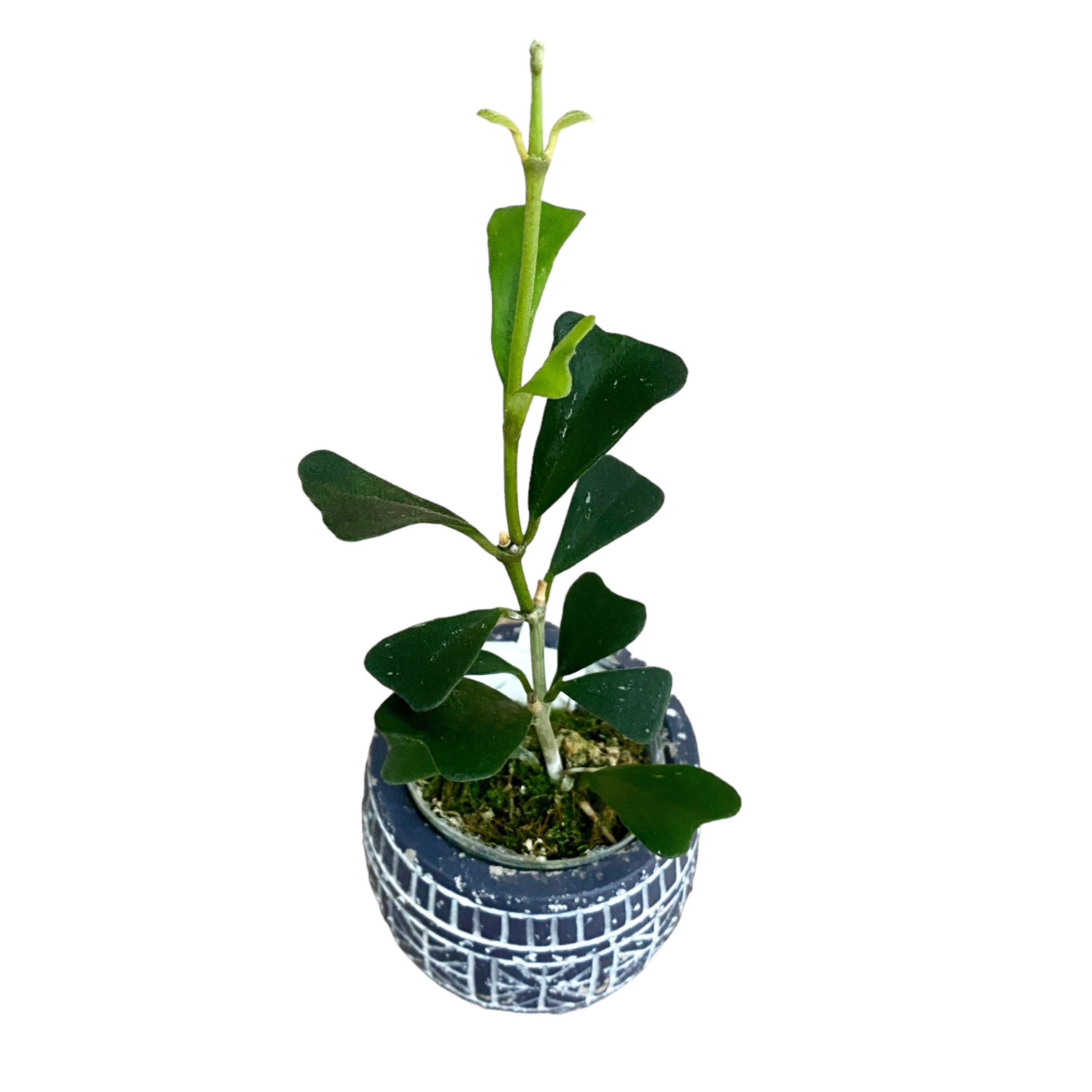Hoya manipurensis