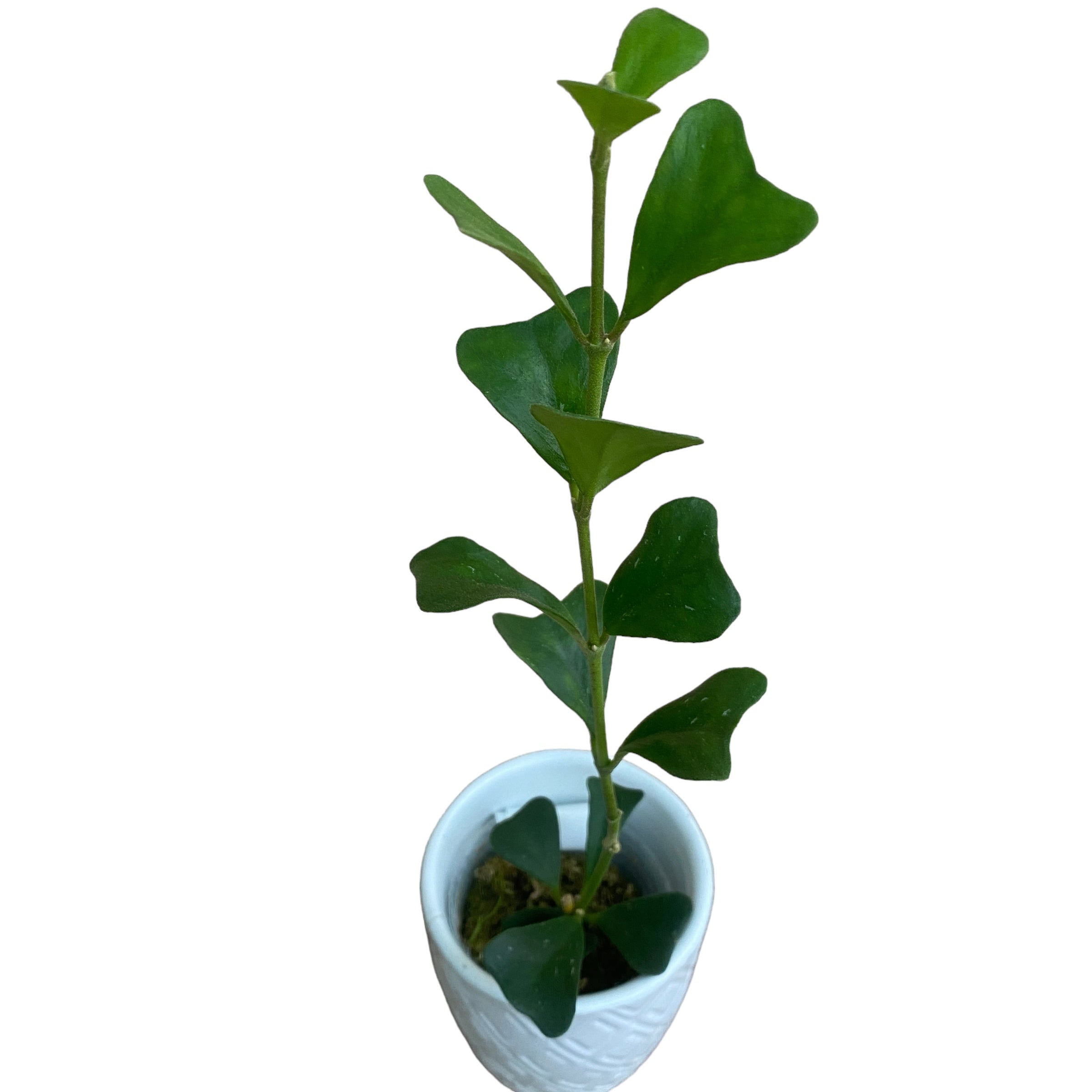Hoya manipurensis