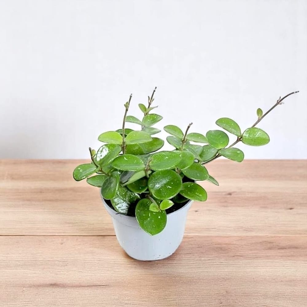 Hoya Mathilde D9 - parfumata