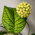 Hoya meredithii