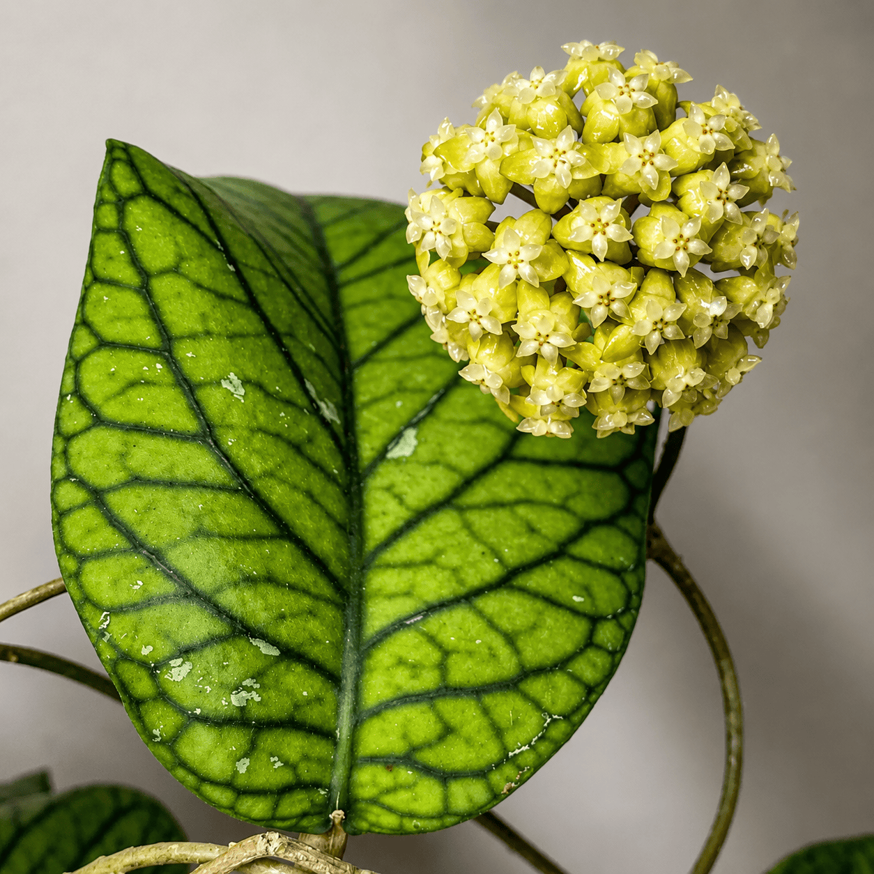 Hoya meredithii