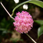 Hoya mindorensis 'Pink