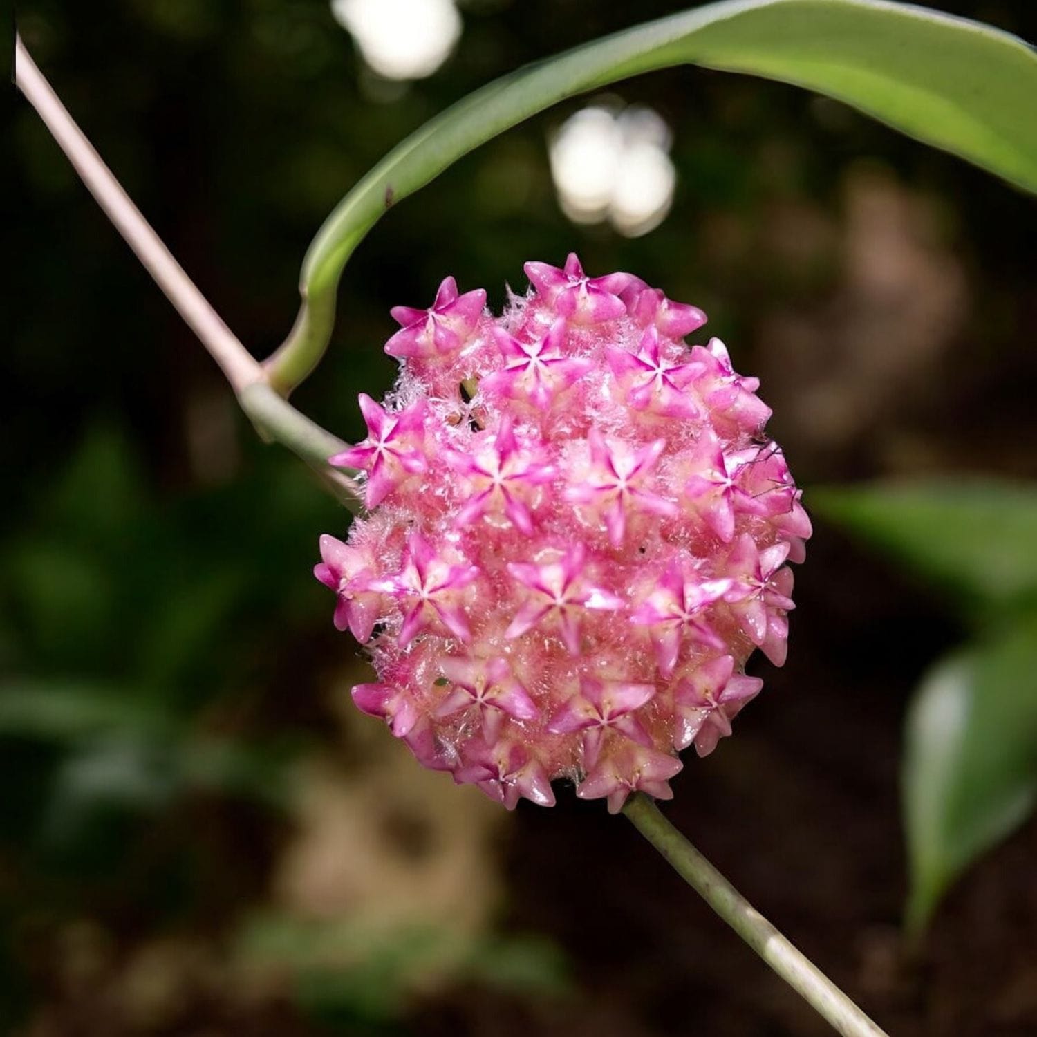Hoya mindorensis 'Pink