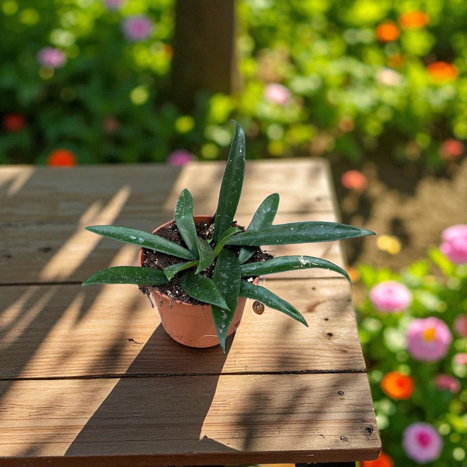Hoya 'Minibelle' (shepherdii x carnosa)