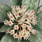 Hoya mitrata 'Silver'