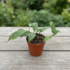 Hoya multiflora 'Silver Splash'