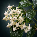 Hoya verticillata 'Nganjuk Splash'