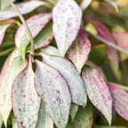 Hoya nicholsoniae 'New Guinea Ghost'