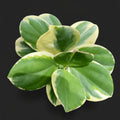 Hoya pachyclada 'Albomarginata'