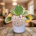 Hoya pachyclada 'Albomarginata' 