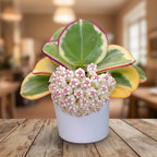 Hoya pachyclada 'Albomarginata' 