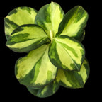 Hoya pachyclada 'Variegata' - flori parfumate