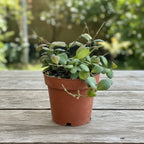 Hoya panchoi (IML0228)